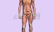 人体模型最新爆料