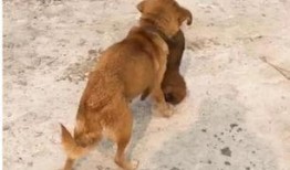 大狗最新爆料视频,揭秘视频背后的惊人真相