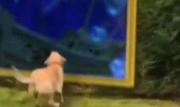 最新红色爆料视频大全,视频大全深度解析