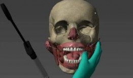 人体模型最新爆料