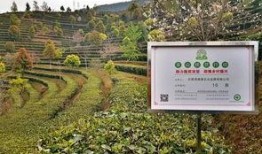 东莞市茶山爆料案件最新,案件疑云重重，真相渐浮水面