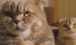 一姐八卦最新爆料猫猫,猫猫背后的惊人真相！